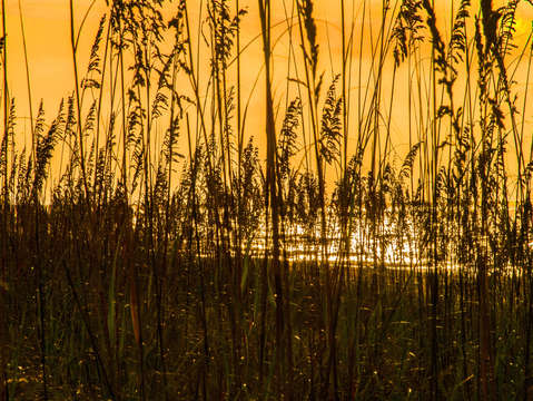 Sea oats blinds