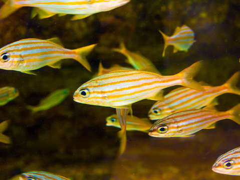 Striper school