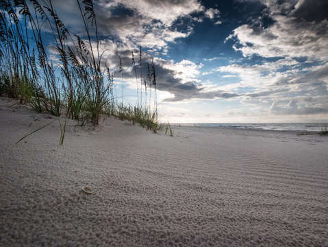Shell in the sand