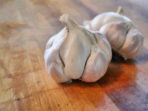 Garlic