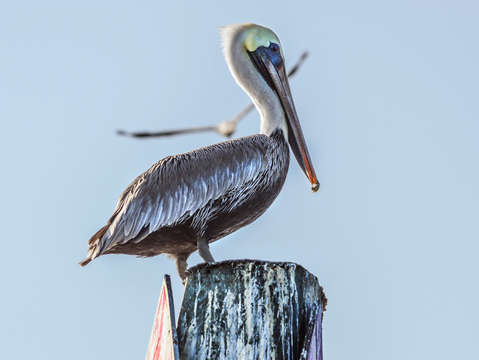 Pelican post dive bomber