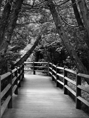 Cedar pathway