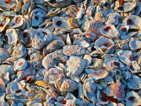 Billy's Oyster Shells