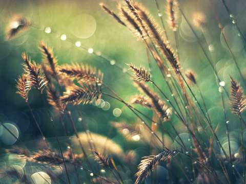 Microcosm