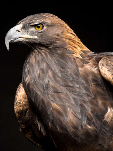 The majestic golden eagle