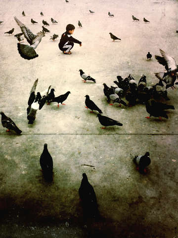 Pigeons playground istanbul
