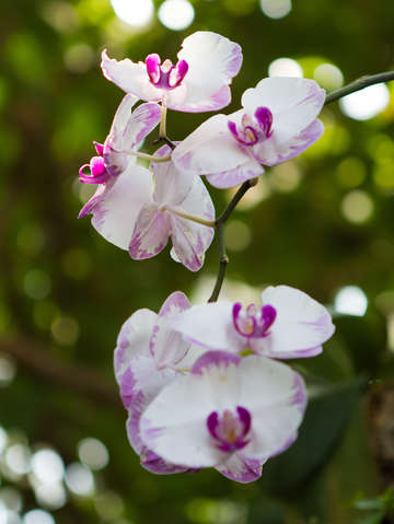 Orchids 2