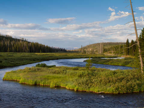 Tranquil meadow