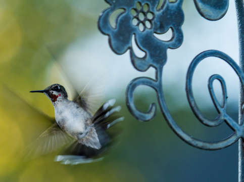 Art and nature