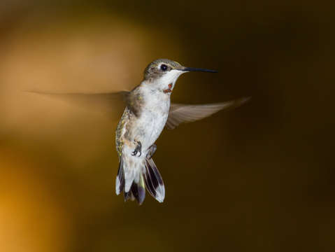 Hummingbird 3