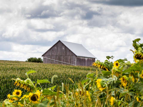 Sunflowers 15