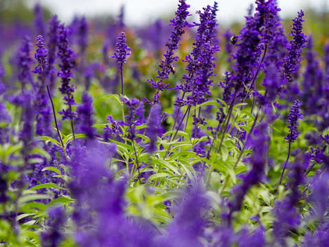 Green and purple