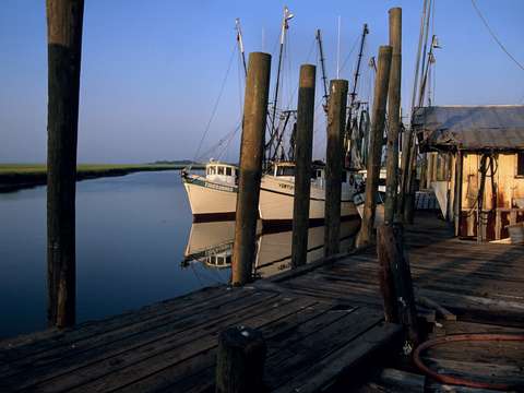 Trawlers at gay fish company