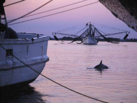 Dolphin and shrimp trawlers