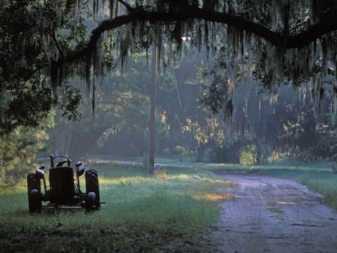 Dirt road in hog hammock