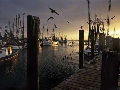 Shrimp trawlers in mount pleasent