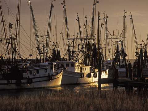 Shrimp trawlers