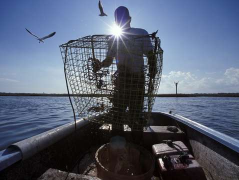 Trapping blue crabs