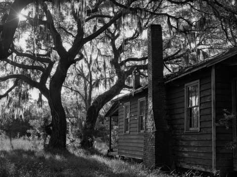 Old home and live oak tree