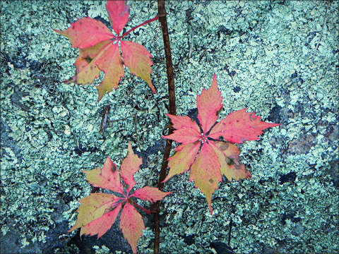 Beleaf II