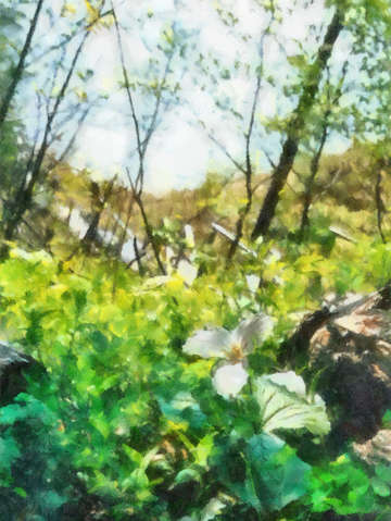 Trillium at the top of the dune