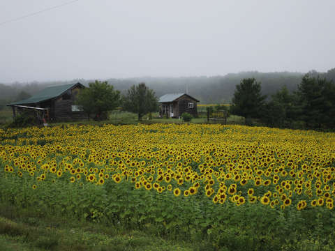 Sunflowers in the morning mist