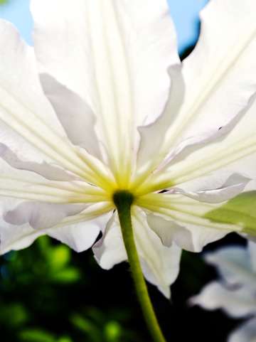 Clematis in sunlight