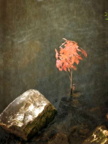 Water maple
