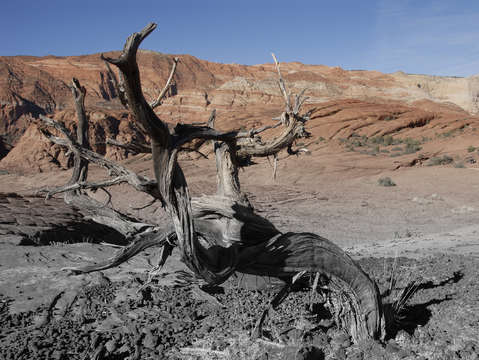 A tree in the sand
