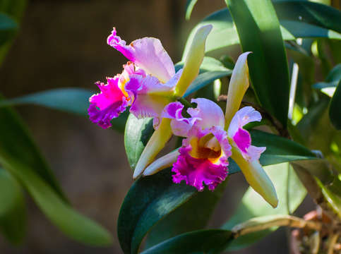 Orchids 3