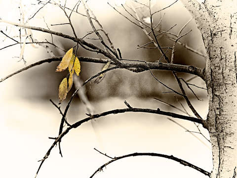 After the first snow