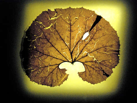 Leaf series 1