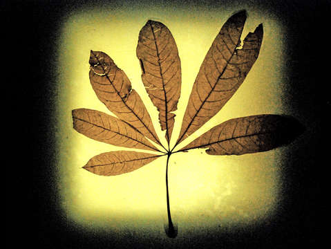 Leaf series 2