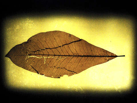 Leaf series 3