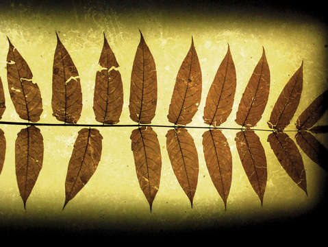 Leaf series 4
