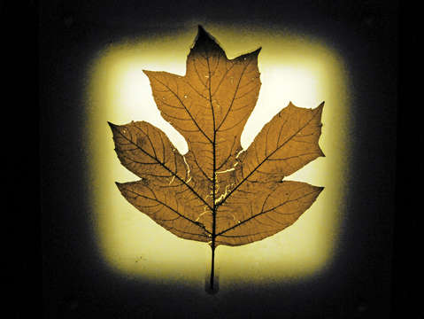 Leaf series 5