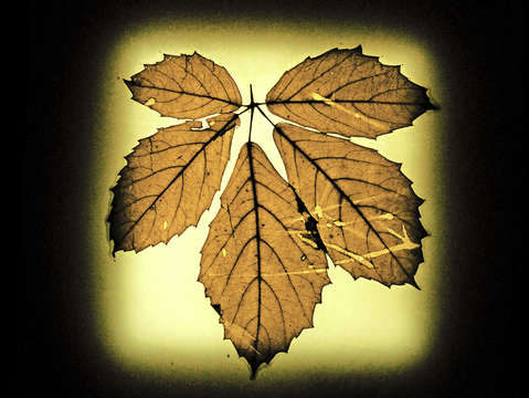 Leaf series 7