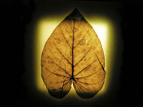 Leaf series 8