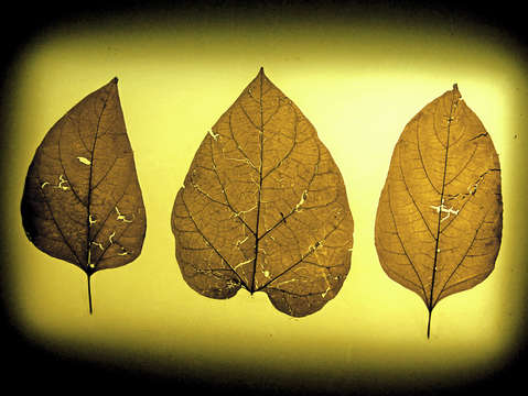 Leaf series 9