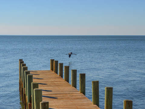 Heron cruising