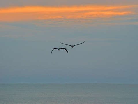2 pelicans cruising