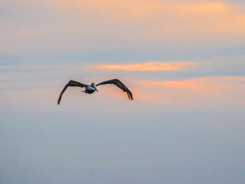 Pelican in flight