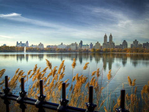 Autumn gold in central park