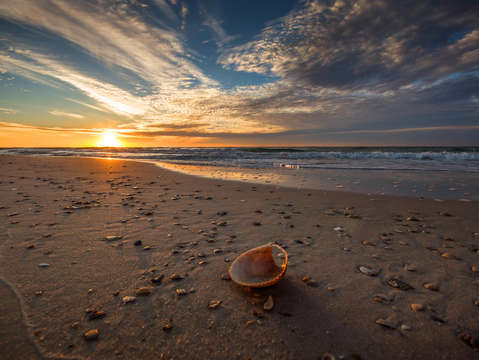 Seashell by the seashore