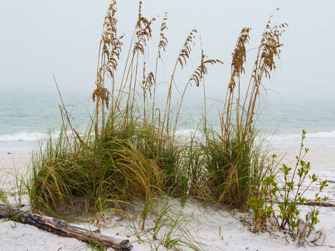 Fog on the beach 2