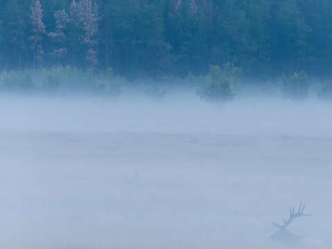 Elk in the Mist