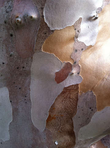 Trunk bark