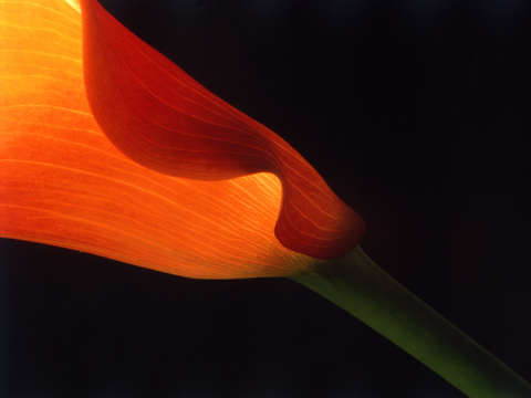 Calla Lily