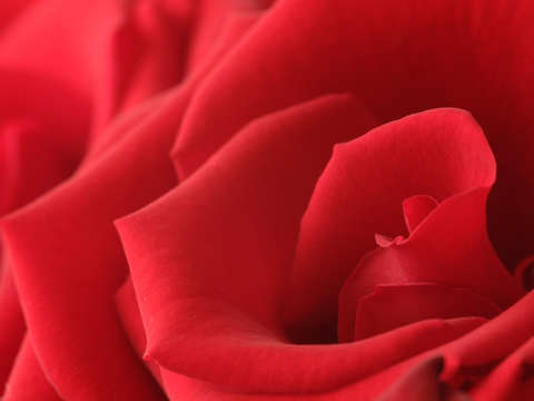 Velvet Rose