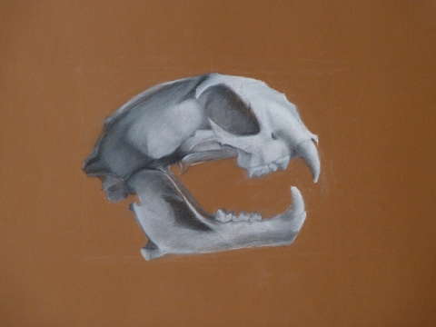Mountain lion skull
